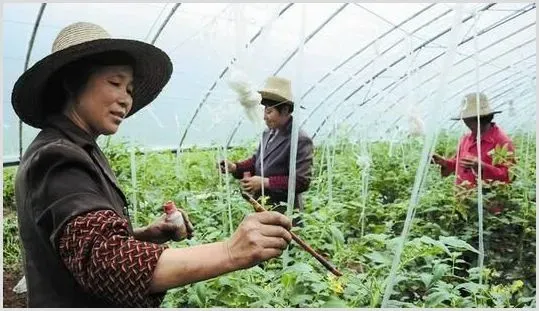 如何防治大棚蔬菜沤根？ | 种植病虫害