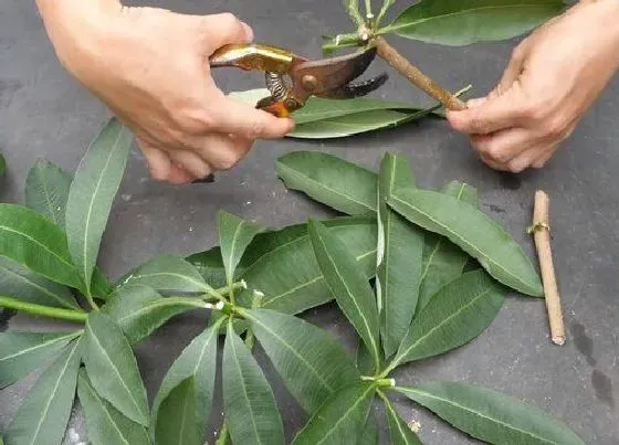 植物繁殖|发财树扦插繁殖方法和注意事项