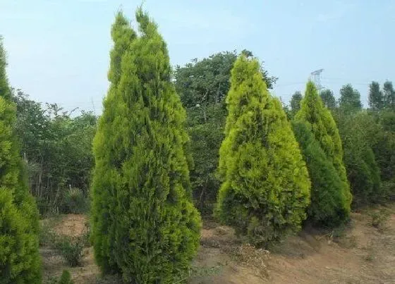 植物百科|北京的市树是什么树