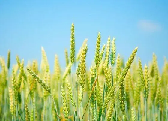 种植管理|小麦冬前除草什么时间合适，冬季麦田除草的最佳时间）