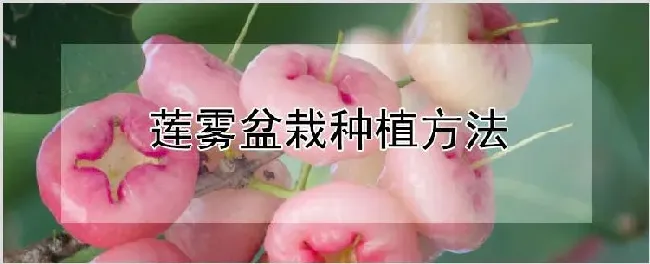 莲雾盆栽种植方法 | 自然知识