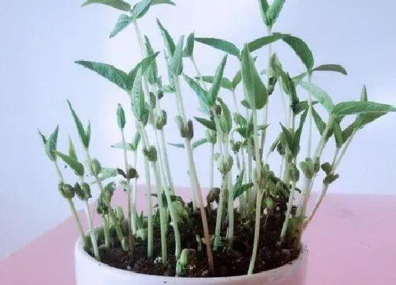 植物播种|北方绿豆什么时候播种 合适播种时间