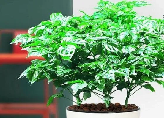 植物毒性|幸福树叶子有毒吗