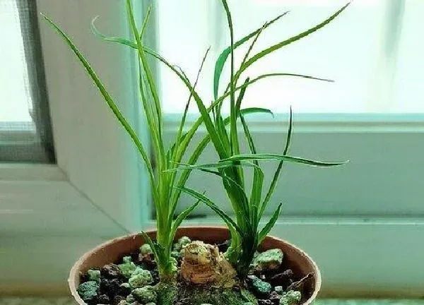 植物浇水|酒瓶兰多久浇一次水