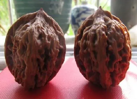 植物产地|文玩核桃哪里产的最好
