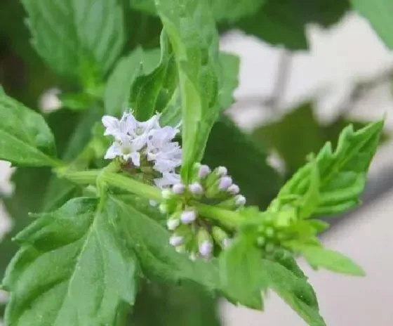 植物百科|薄荷会开花吗 开花的颜色与样子