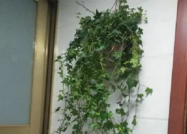 植物浇水|常春藤几天浇一次水 春夏秋冬各不同