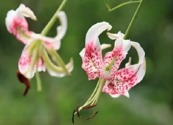 植物种类|百合的品种名称及图片 百合的种类大全和介绍