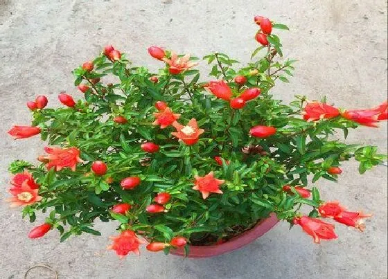 种植土壤|石榴盆栽配土方法与种植土壤