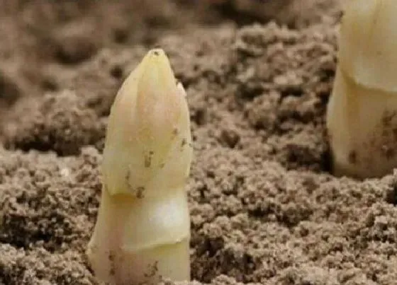 植物繁殖|芦笋怎么繁殖方法和注意事项