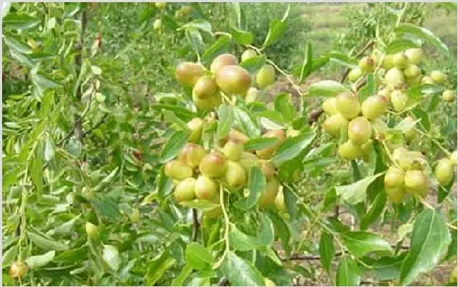 鲜枣种植常见病虫害及防治措施介绍 | 植物病害