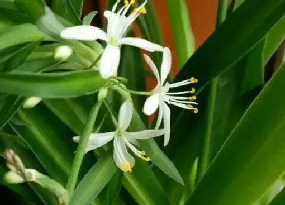植物毒性|美国吊兰开花有毒吗 对身体有害吗