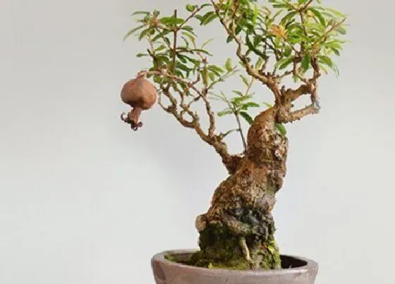 种植管理|石榴盆景几年结果实