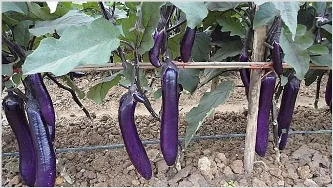 茄子施肥注意事项 | 耕种资料