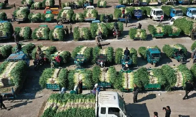 植物施肥|大葱施肥用什么肥料好，家里种植大葱用什么肥料浇最好）