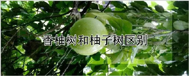 香柚树和柚子树区别 | 耕种资料