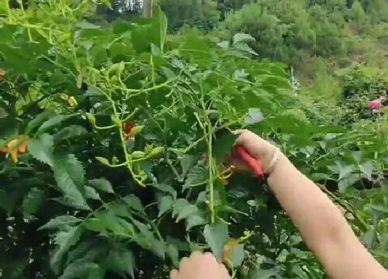 植物修剪|凌霄花什么时候剪枝合适