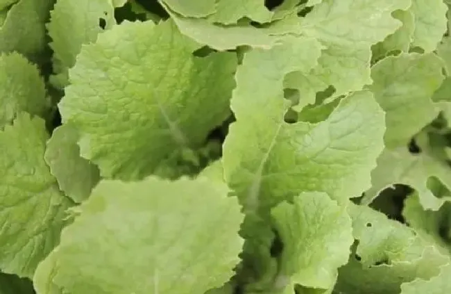 植物虫害|大白菜常见的虫害有哪些（小白菜虫害最佳防治方法）