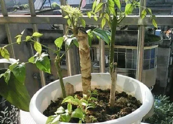 种植位置|幸福树可以种在家门口吗