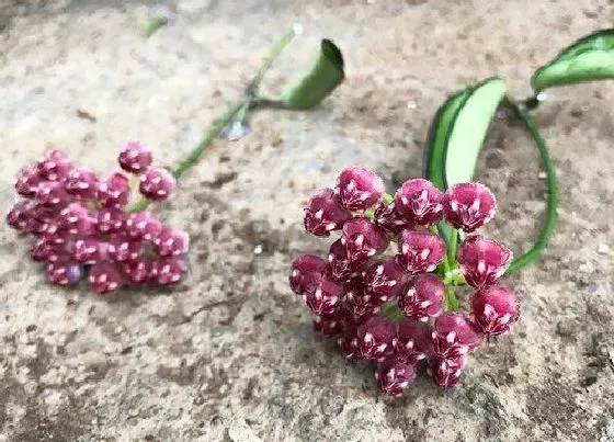 植物排行|室内攀爬植物有哪些