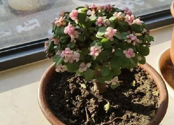 植物移栽|金枝玉叶换盆注意事项 什么季节可以换盆