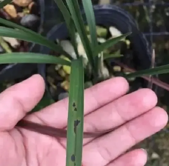 植物病害|兰花叶片上出现黑斑用什么办法（叶子起黑斑怎么治疗处理）