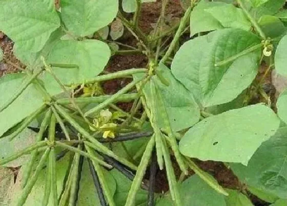 植物播种|北方绿豆什么时候播种 合适播种时间