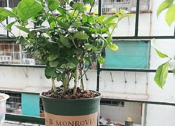 植物虫害|茉莉介壳虫用什么药管用