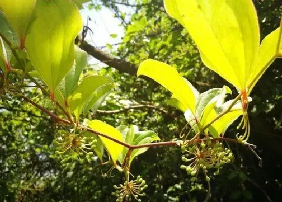 植物百科|金刚藤是什么植物