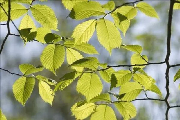 植物浇水|榆树浇水时间和正确方法