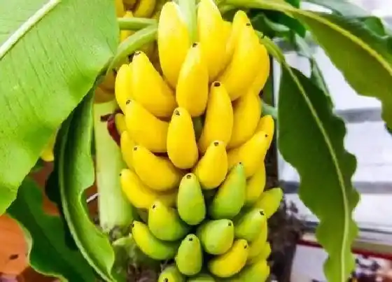 果实成熟|香蕉什么时候成熟上市