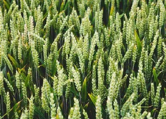 种植管理|小麦冬前除草什么时间合适，冬季麦田除草的最佳时间）