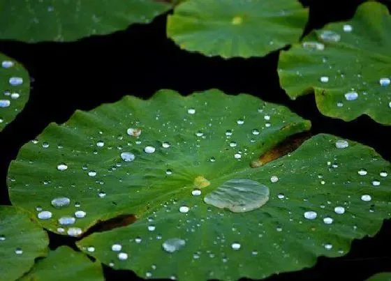 植物百科|荷叶是什么形状