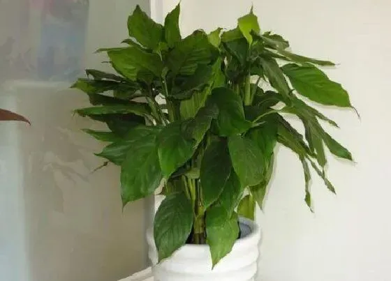 植物百科|绿巨人开花吗 开花什么样子