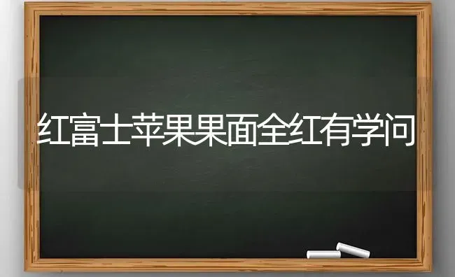 红富士苹果果面全红有学问 | 瓜果种植