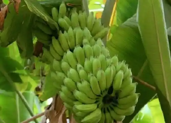 果实成熟|香蕉什么时候成熟上市