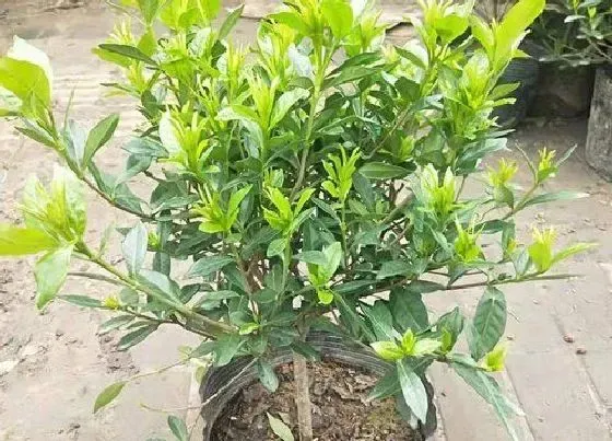 开花时间|小叶栀子花一年开几次花