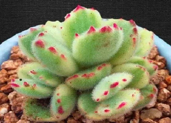 植物施肥|熊童子喜肥吗 喜欢施什么肥料
