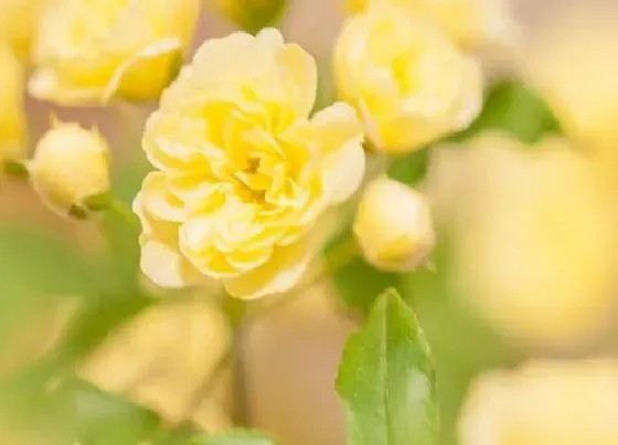 冬天植物|木香花耐寒吗