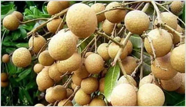 龙眼树的高产种植要求介绍 | 耕种资料