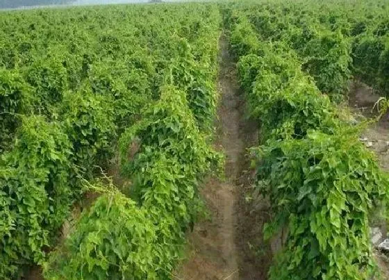 烂根|山药烂根是什么原因 在地里烂的两方面原因