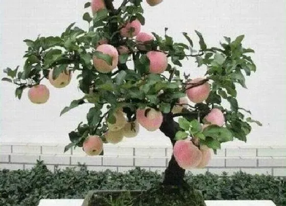 果实科普|盆栽苹果几月份开花结果