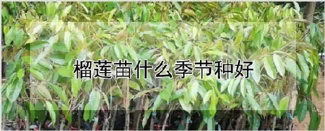 榴莲苗什么季节种好 | 养殖技术