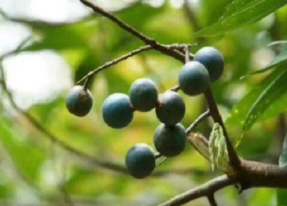 种植管理|金刚树几年结果实