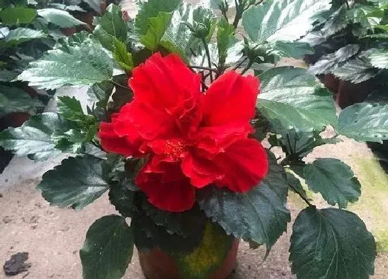 植物修剪|木菊怎么修剪方法