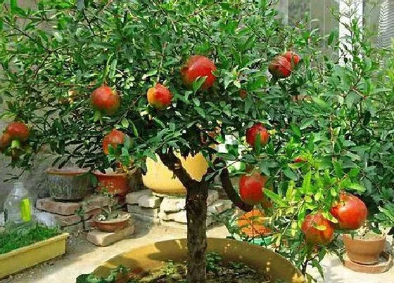 种植管理|石榴盆景几年结果实