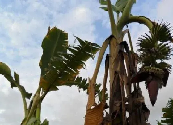 植物病害|粉蕉黄叶病的原因及治疗处理方法