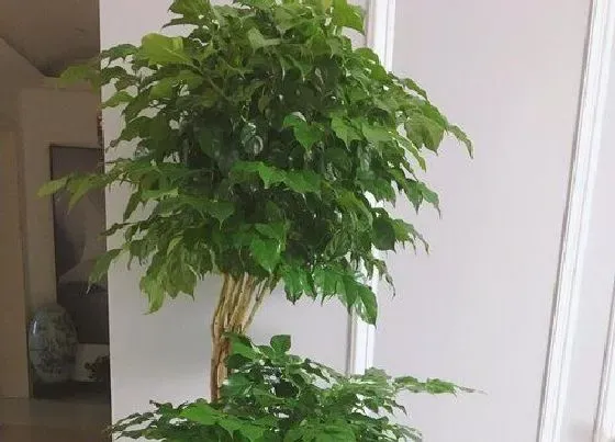 植物种类|平安树是什么树 又叫什么树