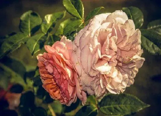 绿植|露台适合种什么植物