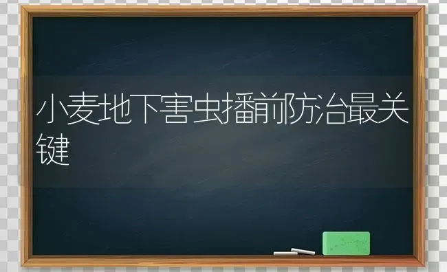 小麦地下害虫播前防治最关键 | 粮油作物种植